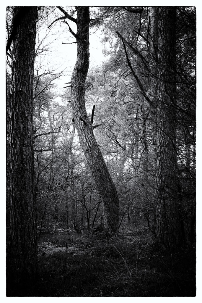 Black and white tree that looks like it is dancing